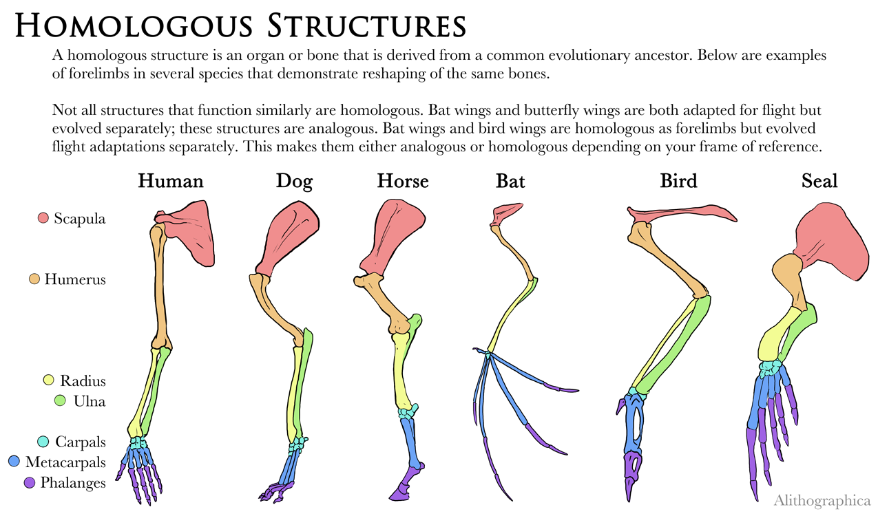 Science Fact Friday: Homology (Digital, 2017)