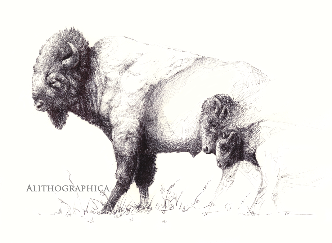 American Bison (Ballpoint pen, 2017)
