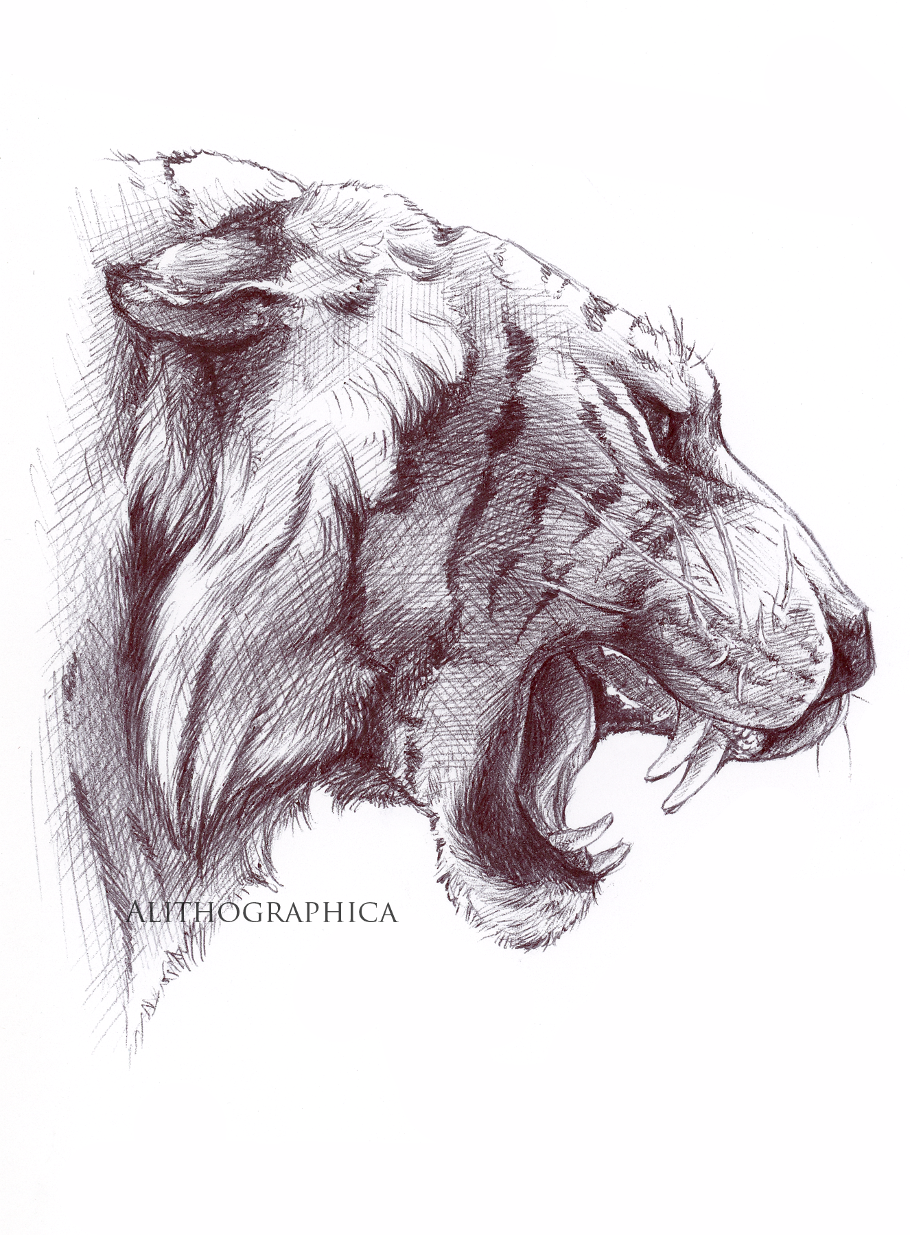 Siberian Tiger (Ballpoint pen, 2018)