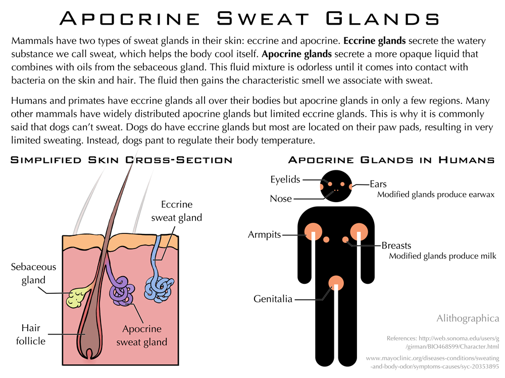 science_fact_friday__apocrine_sweat_glands_by_alithographica_dc4r3q1.png
