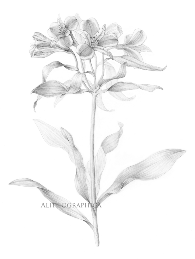 Alstroemeria (Pencil, 2016)
