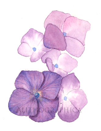 Hydrangea (Watercolor, 2017)