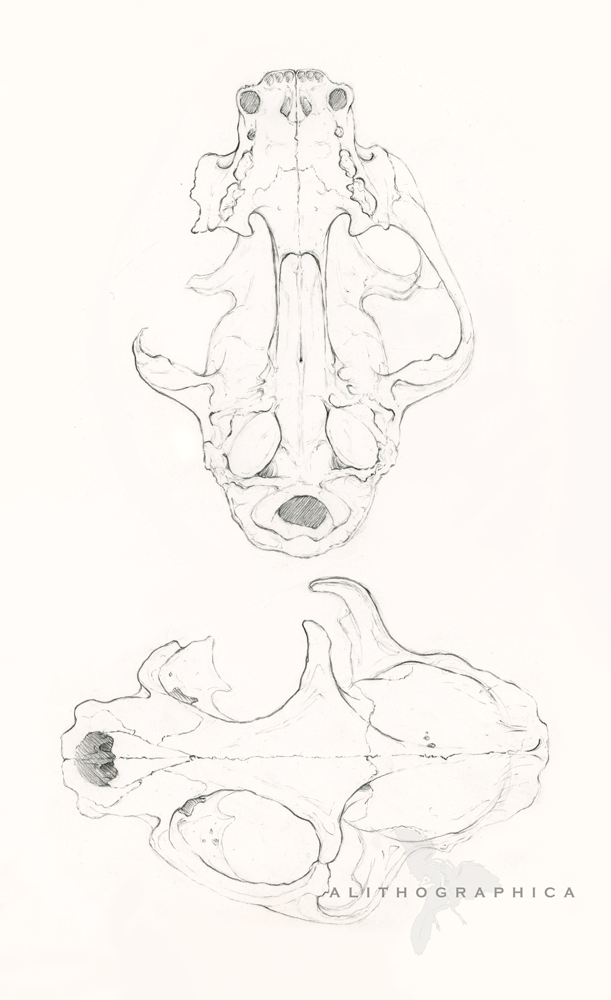 Cat Skull (Pencil, 2012)