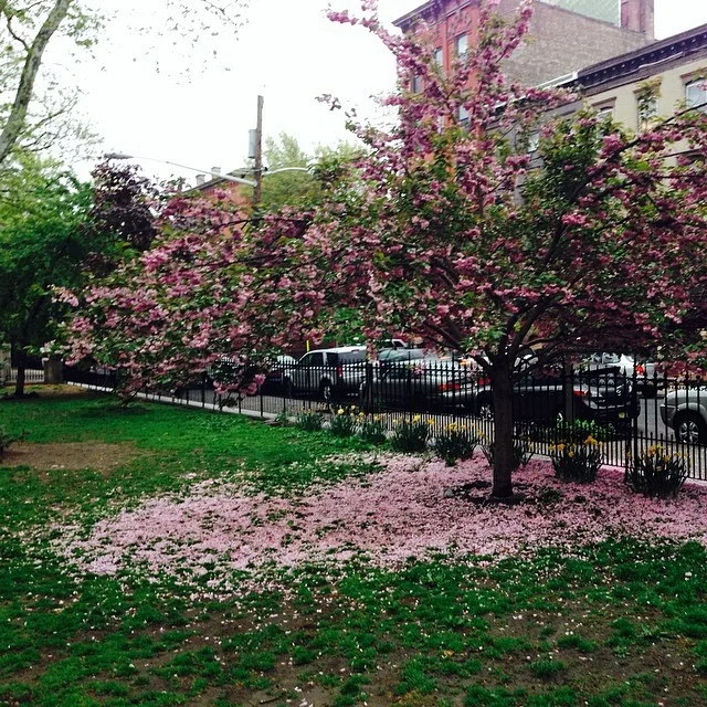 Springtacular! Cherry blossom mirror image.