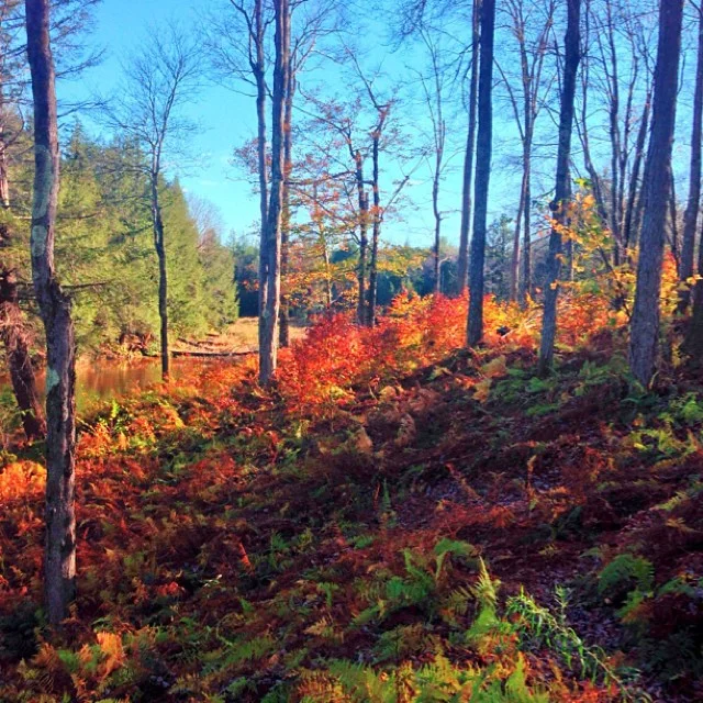 Amazing fall day in the #catskills.
