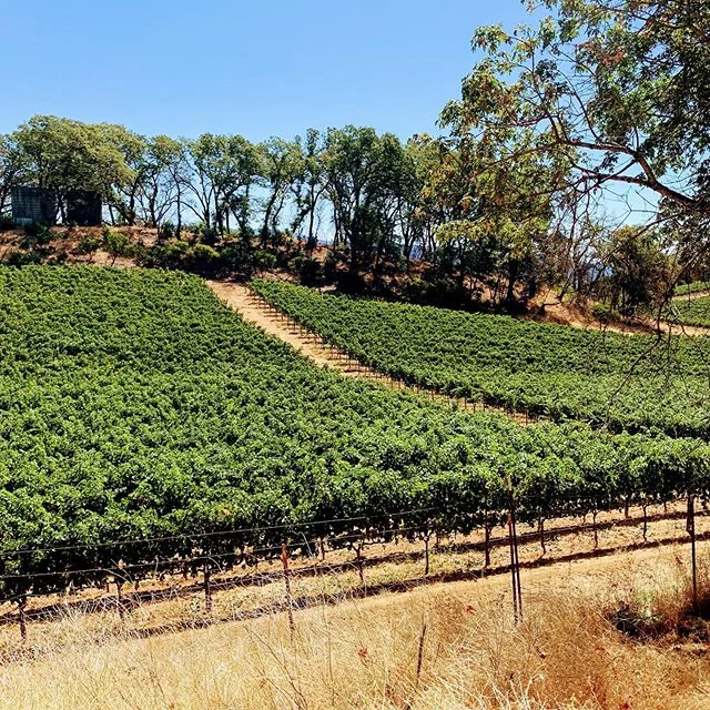 Napa beauty and tranquility celebrating @jlevn &lsquo;s birthday!