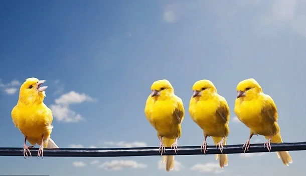 canaries_100917.jpg