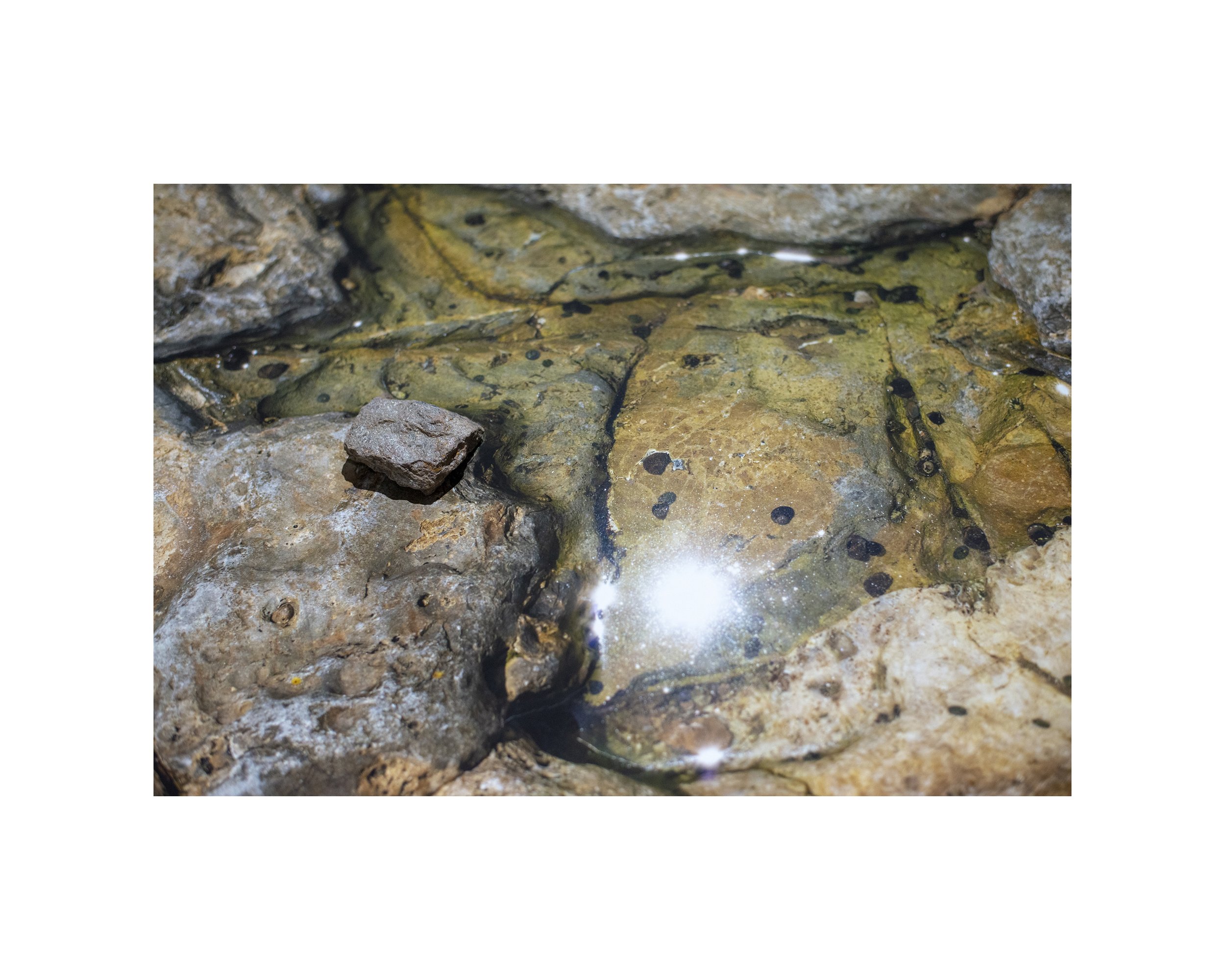 Detail, Tide Pool with Periwinkles & Suns