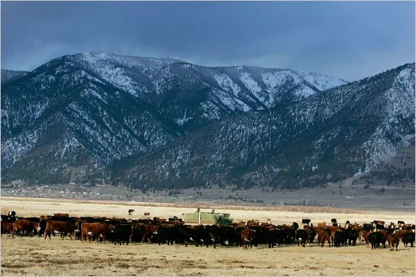 cows on the prarie