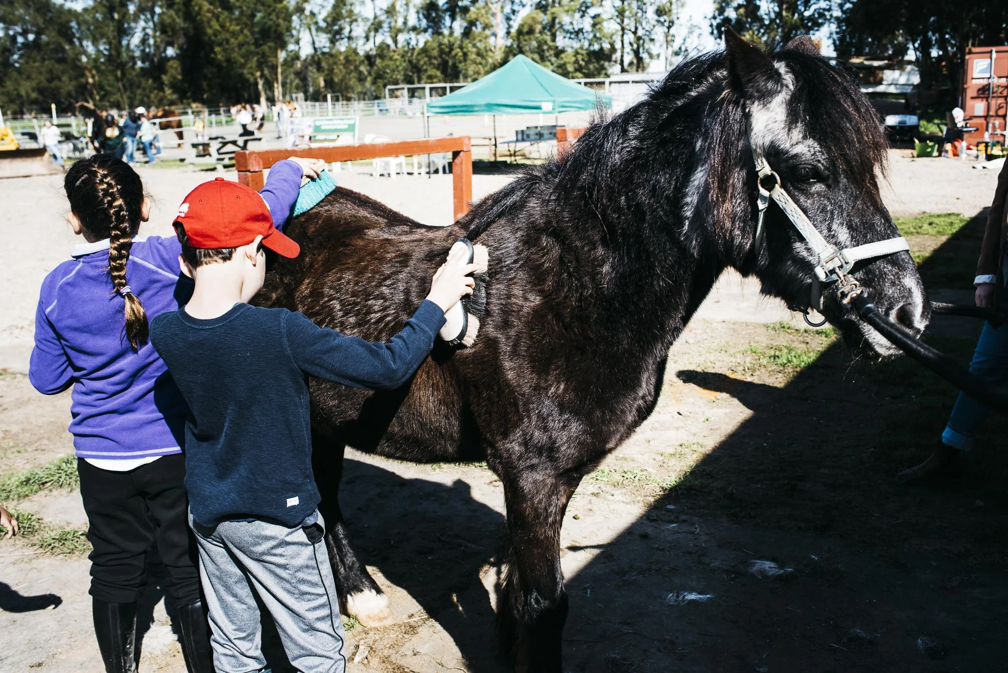 The kids learning grooming and horse safety.