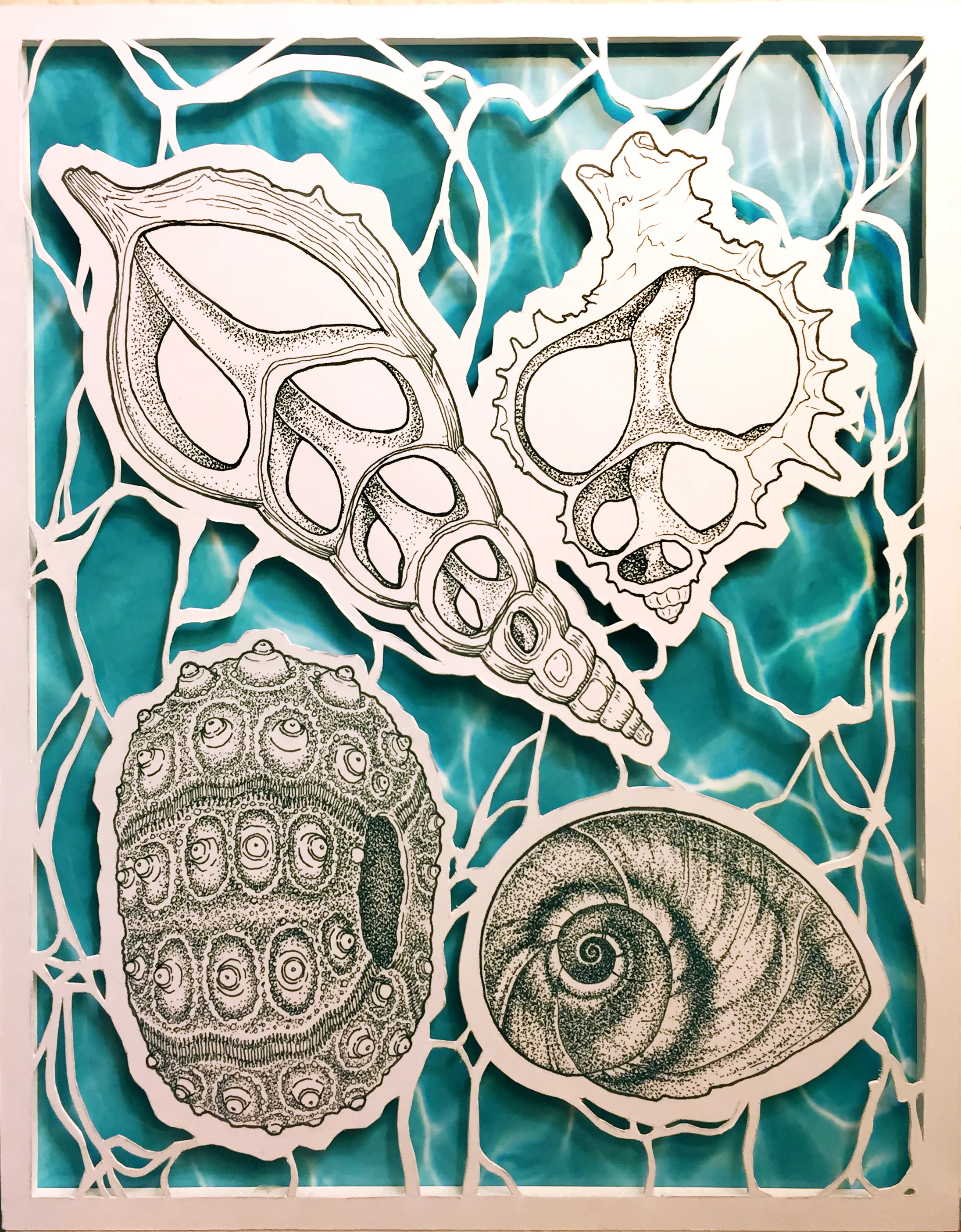 Shell Study