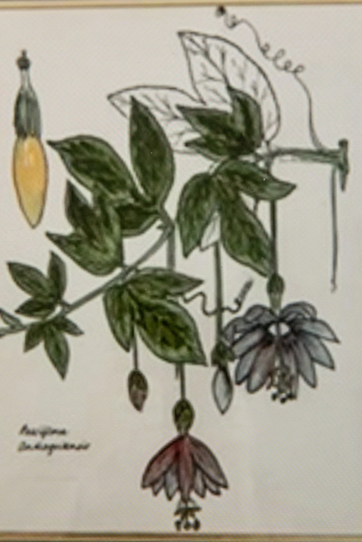 070A4950 copy.jpg