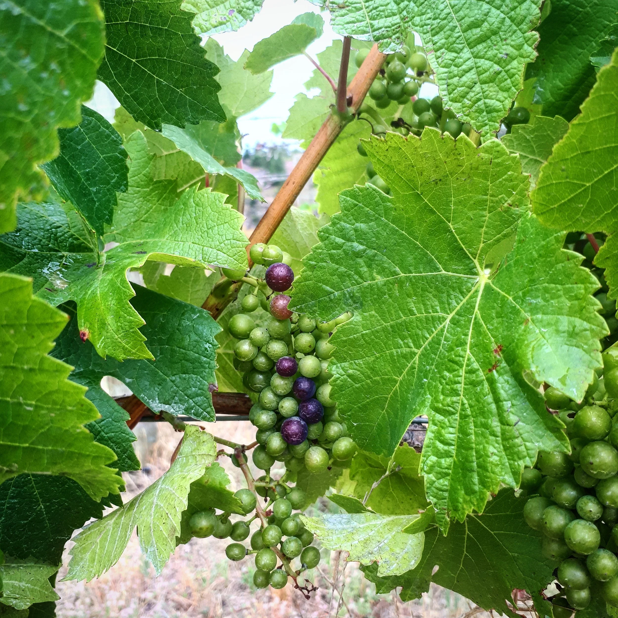 WSET Level 3 in Wine, Waiheke Island