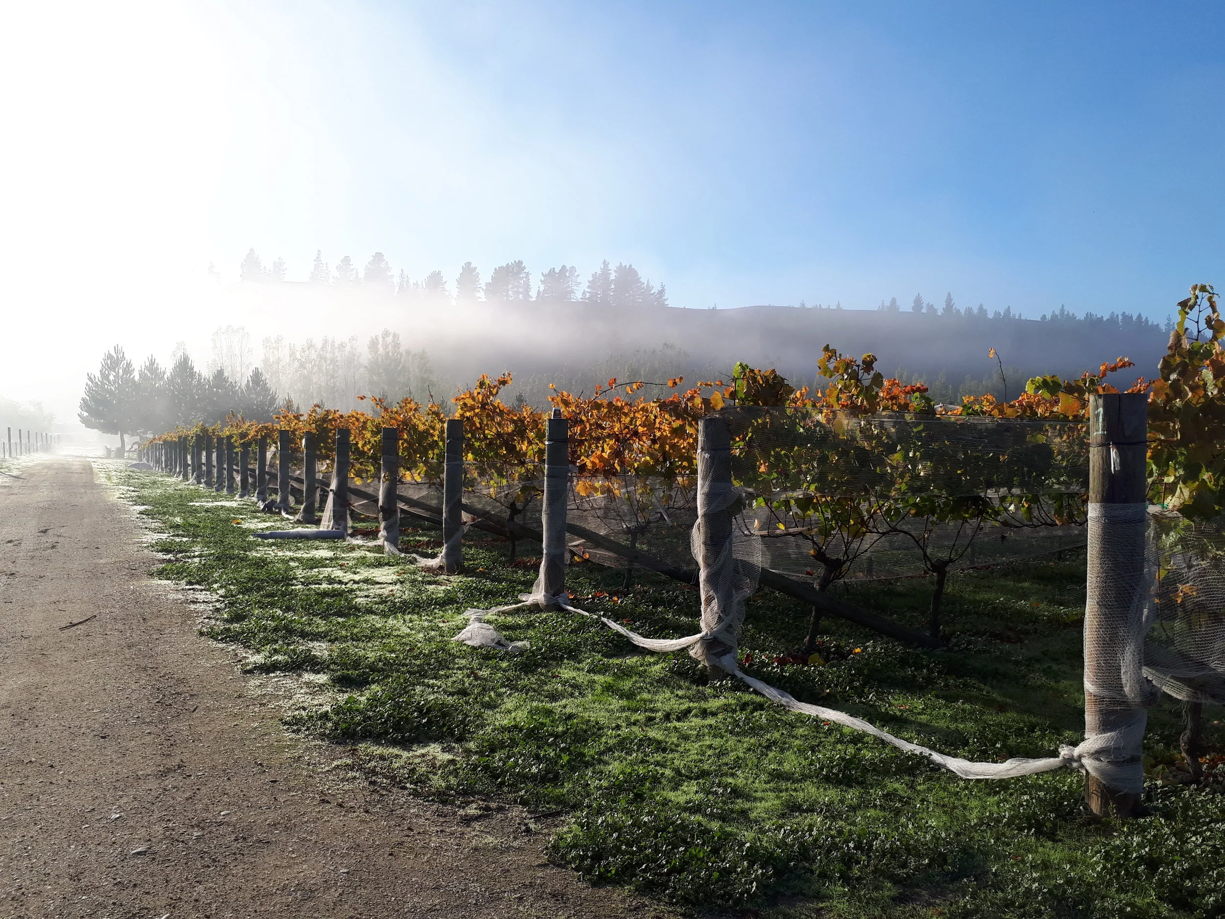 WSET Level 1, Introduction to wine - Waiheke Adult Learning