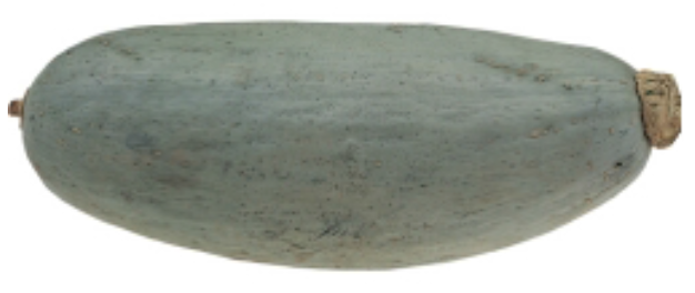 Una Cucurbita maxima : Blue Banana . Frutto allungato, pratico in cucina, dalla polpa soda di colore giallo scuro. Gusto pronunciato, ottima qualità per arrostire, in carpione, al forno o con curry.