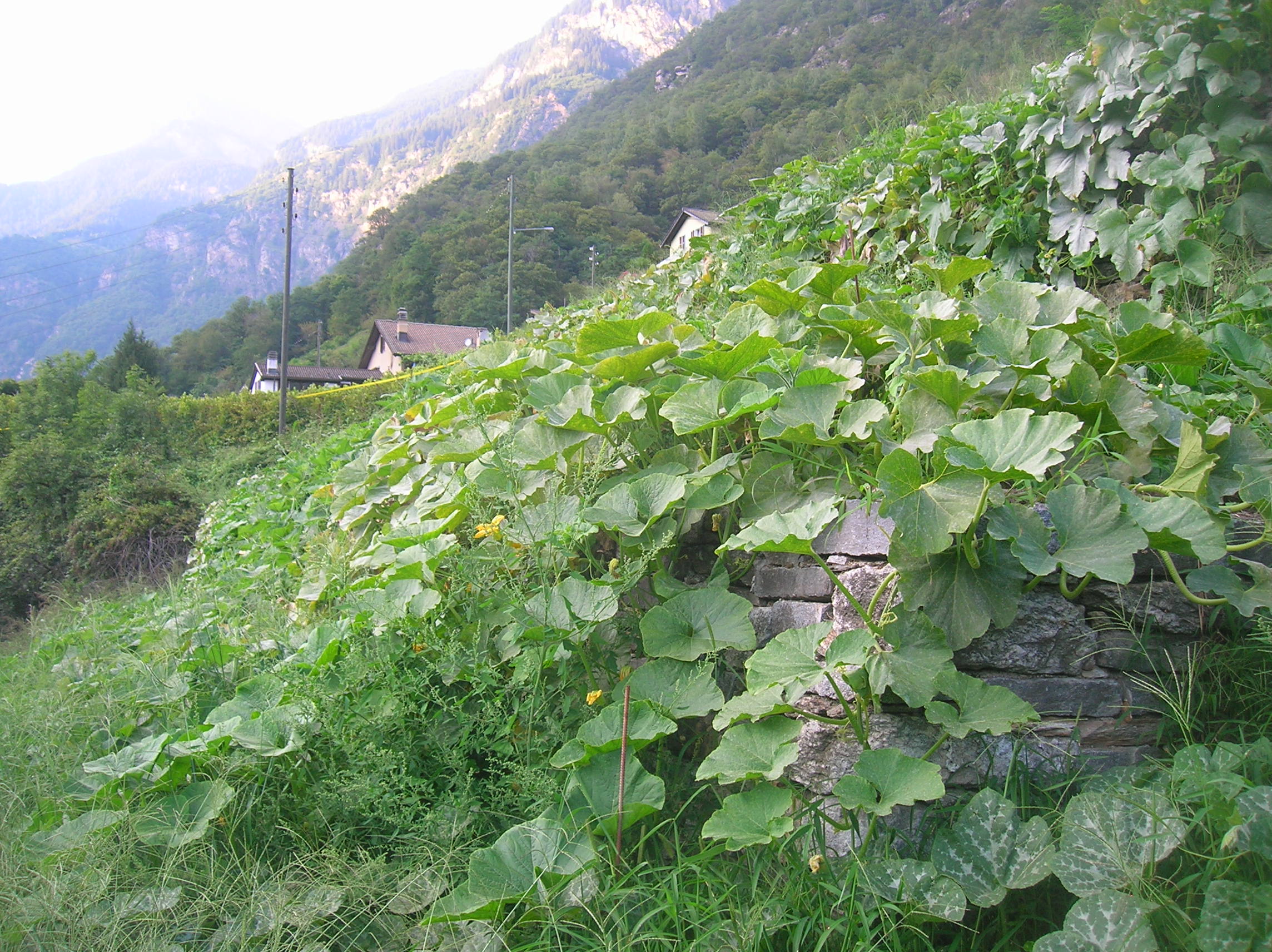 DSCN4006.JPG