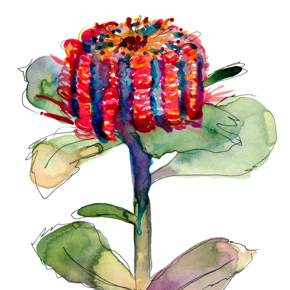 banksia.jpg