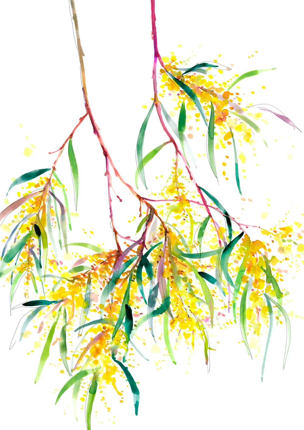 roadside-wattle.jpg