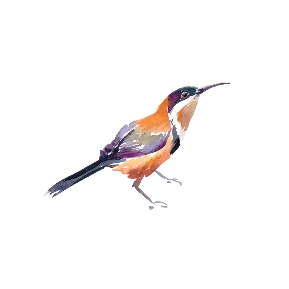 natalie-martin-eastern-spinebill-art-print-03.jpg
