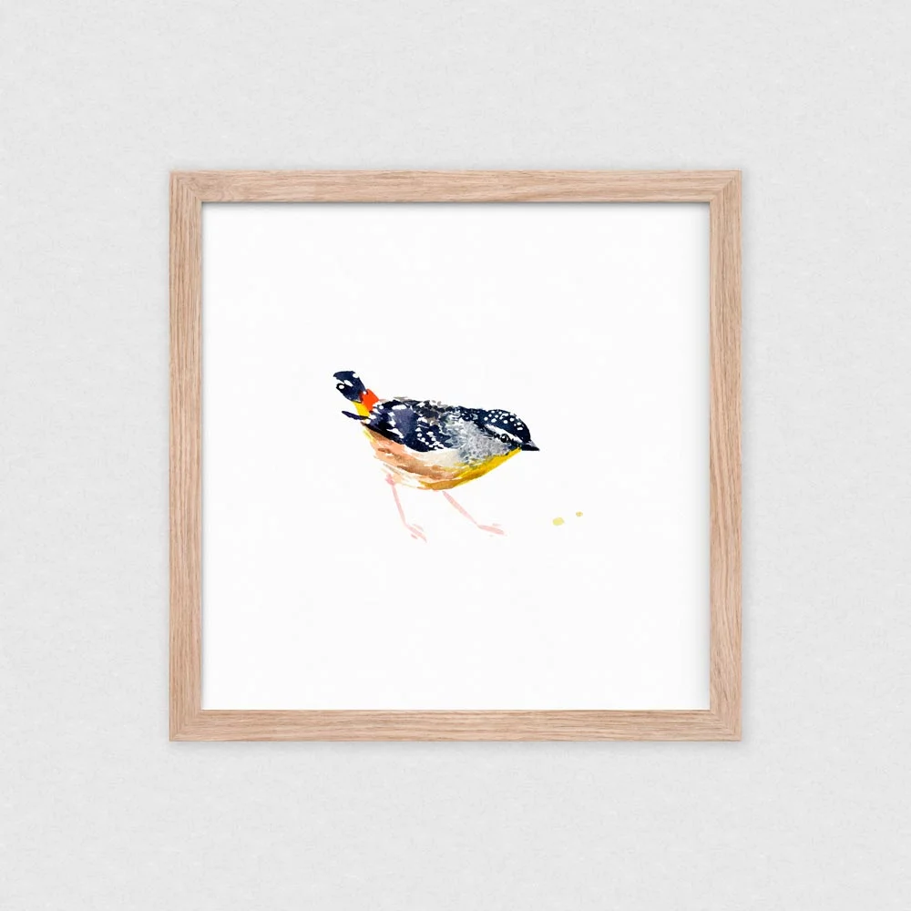 natalie-martin-spotted-pardalote-art-print-01.jpg