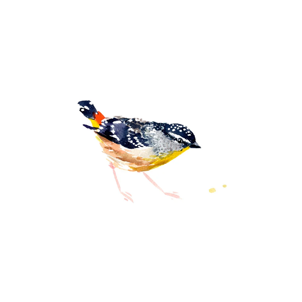 natalie-martin-spotted-pardalote-art-print-03.jpg