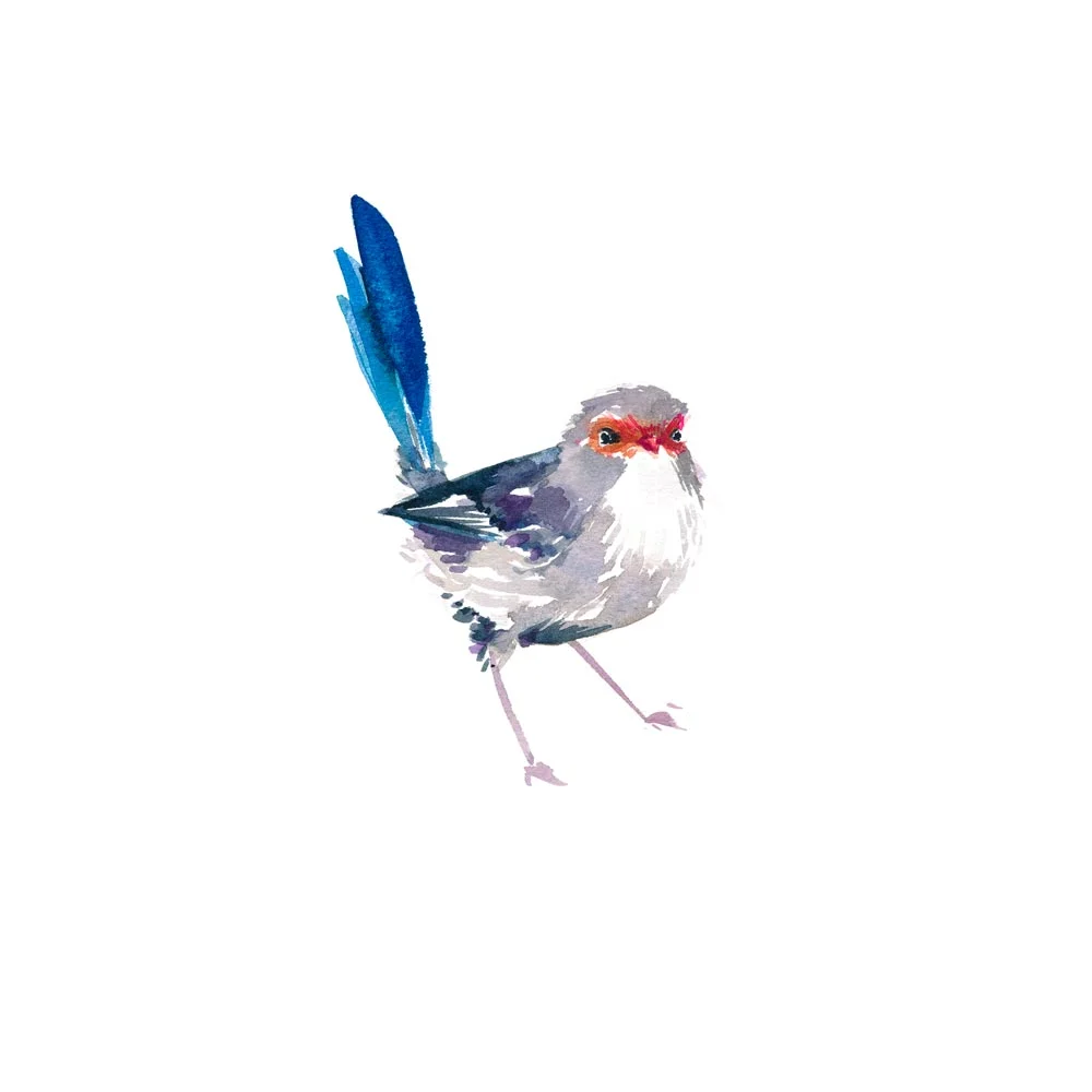 natalie-martin-splendid-fairy-wren-female-art-print-03.jpg