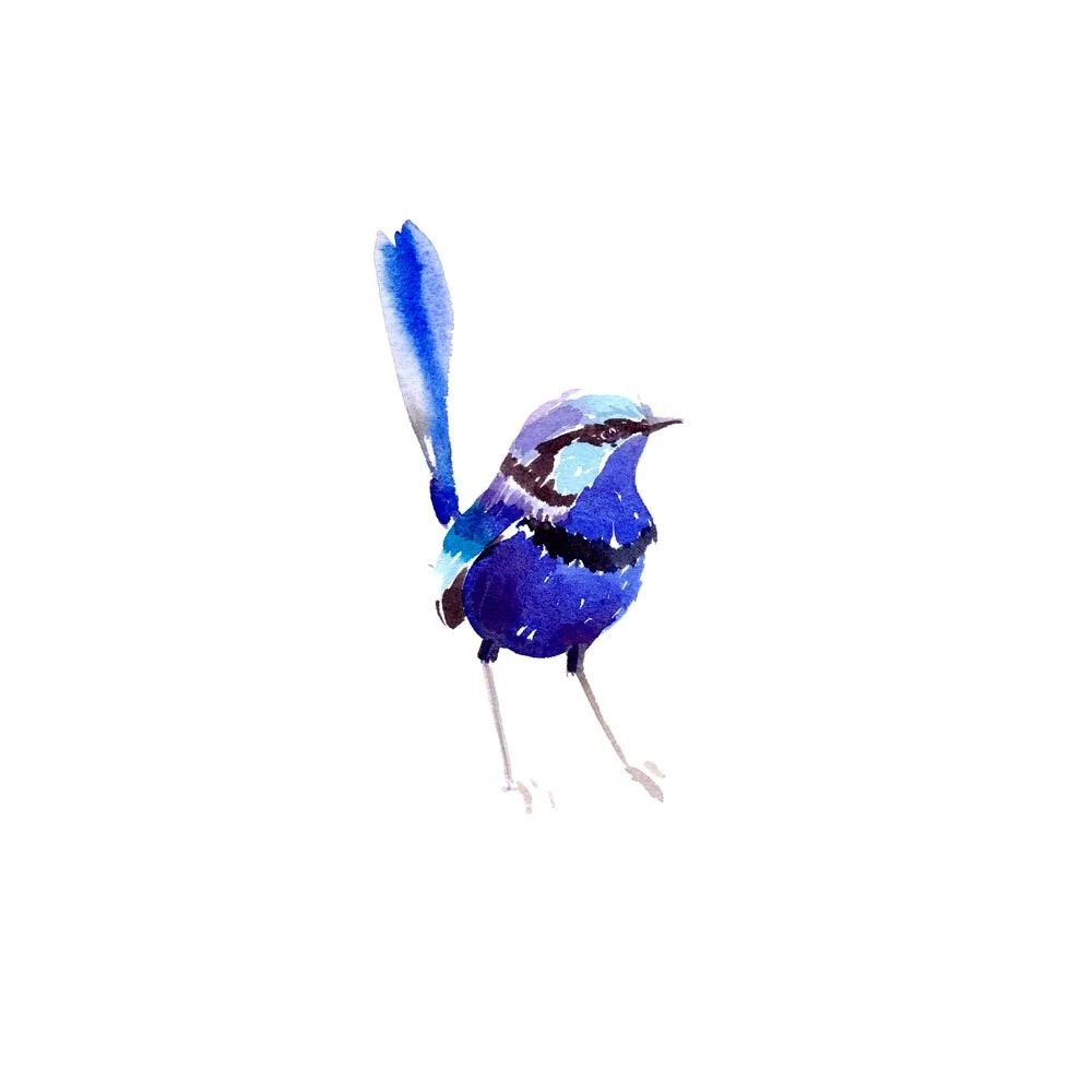 natalie-martin-splendid-fairy-wren-male-art-print-03.jpg