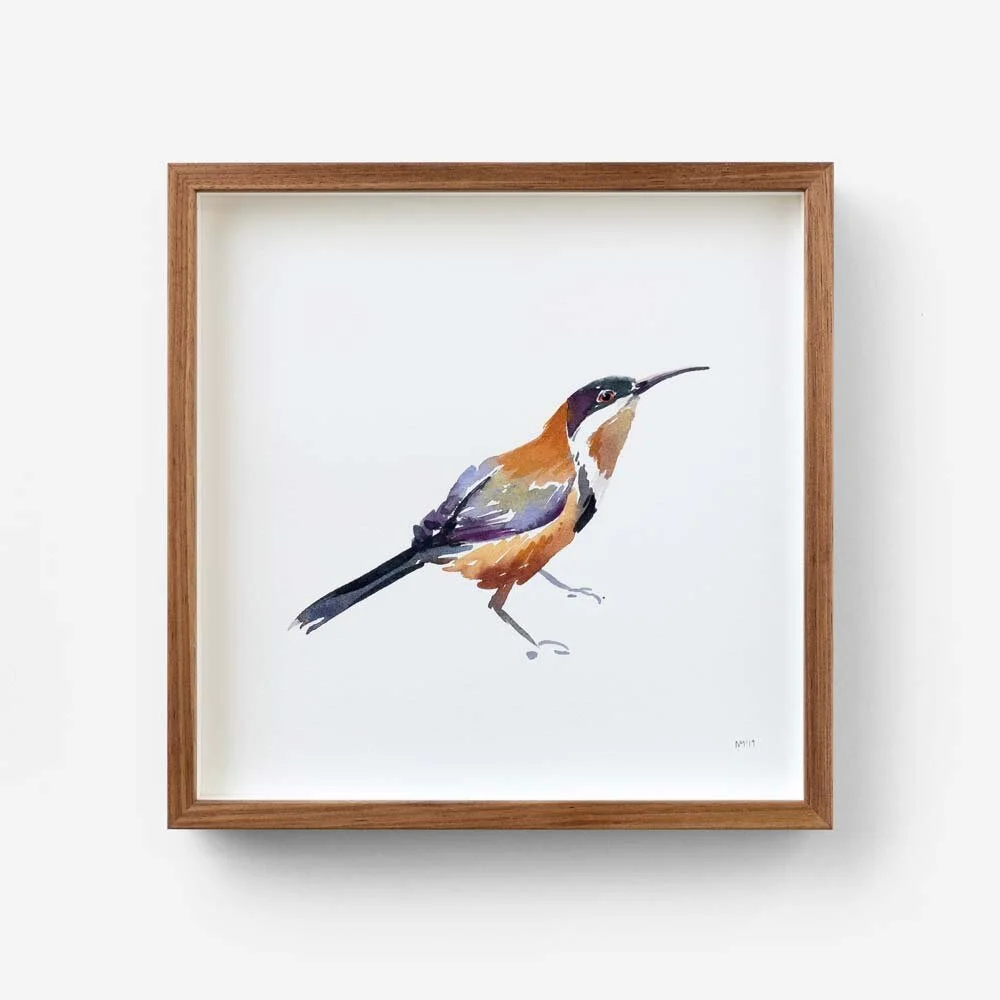 Eastern Spinebill