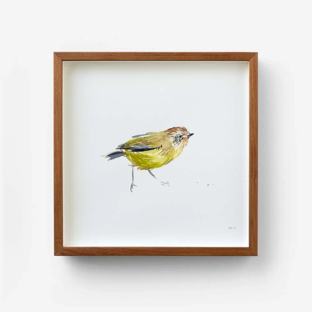 Yellow Thornbill