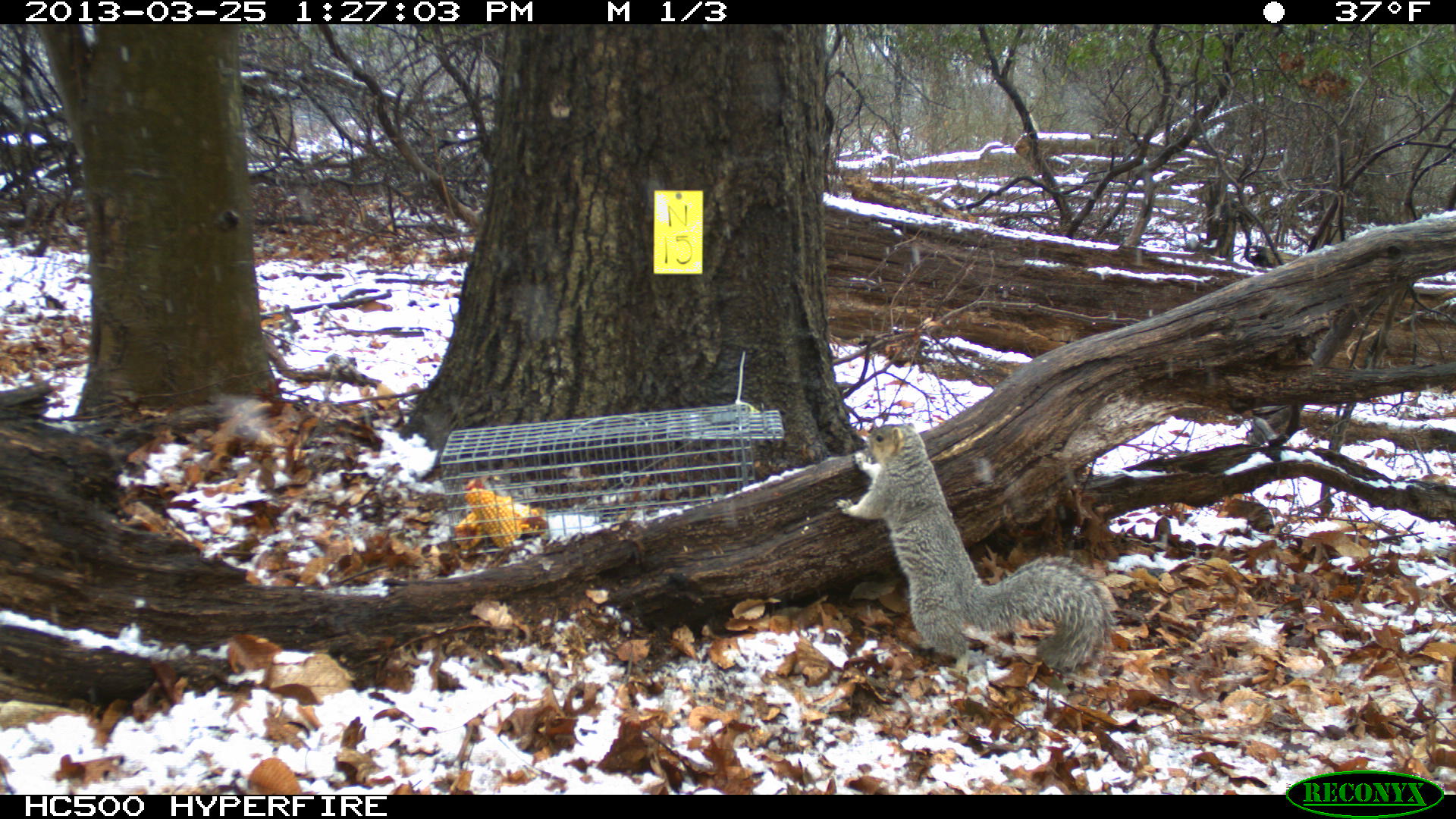 A photo-monitoring shot of a Delmarva Fox Squrriel conducted by ESA