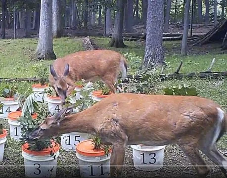 White-tailed deer (Odocoileus virginianus) are monitored while choosing their meal preferenceCredit: Penn State