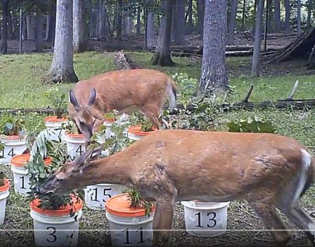 White-tailed deer ( Odocoileus virginianus ) are monitored while choosing their meal preference Credit: Penn State