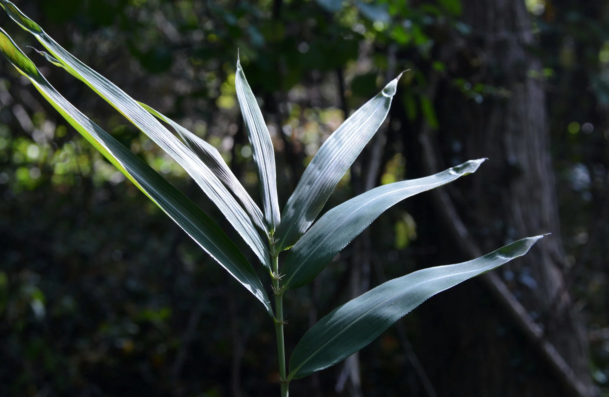Giant Cane-5.jpg