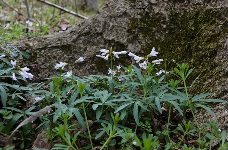 Cutleaf Toothwort(Cardamine concatenata)