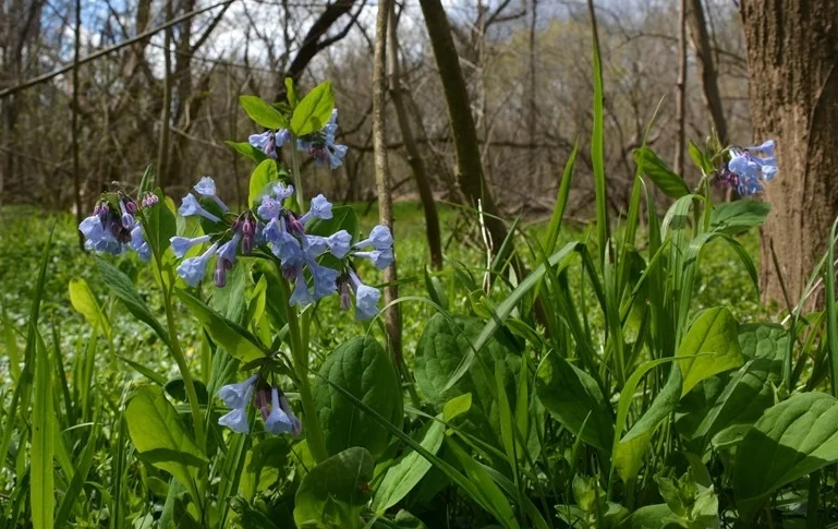 Virginia Bluebells (Mertensia virginica)