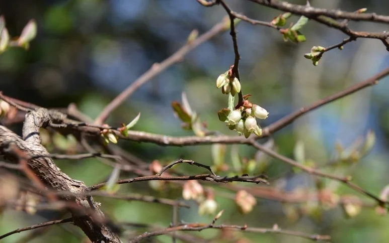 Highbush Blueberry (Vaccinium corymbosum )