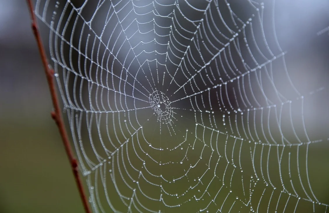 A Dew Covered Spiderweb