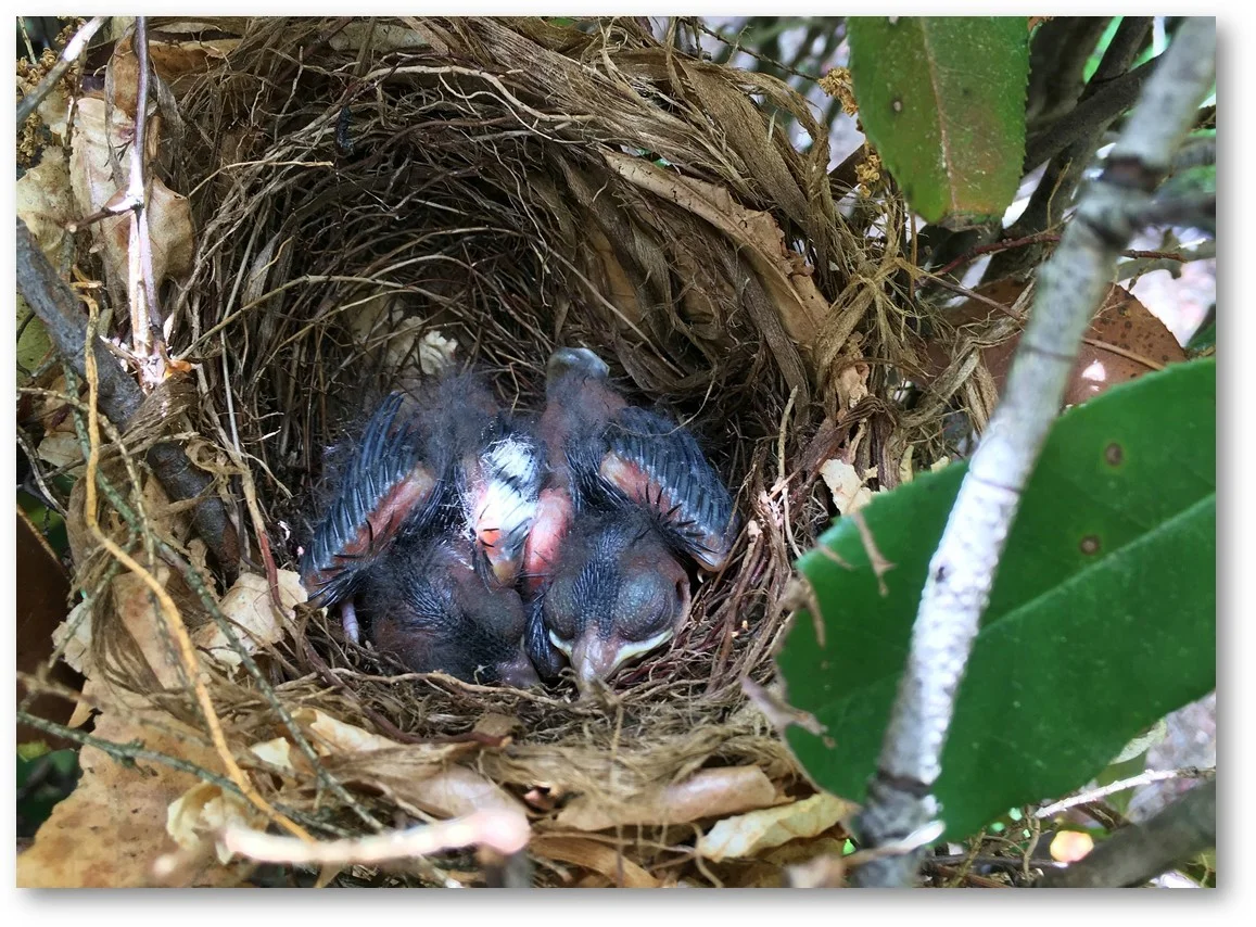 Cardinalis cardinalis nestlings at ESA