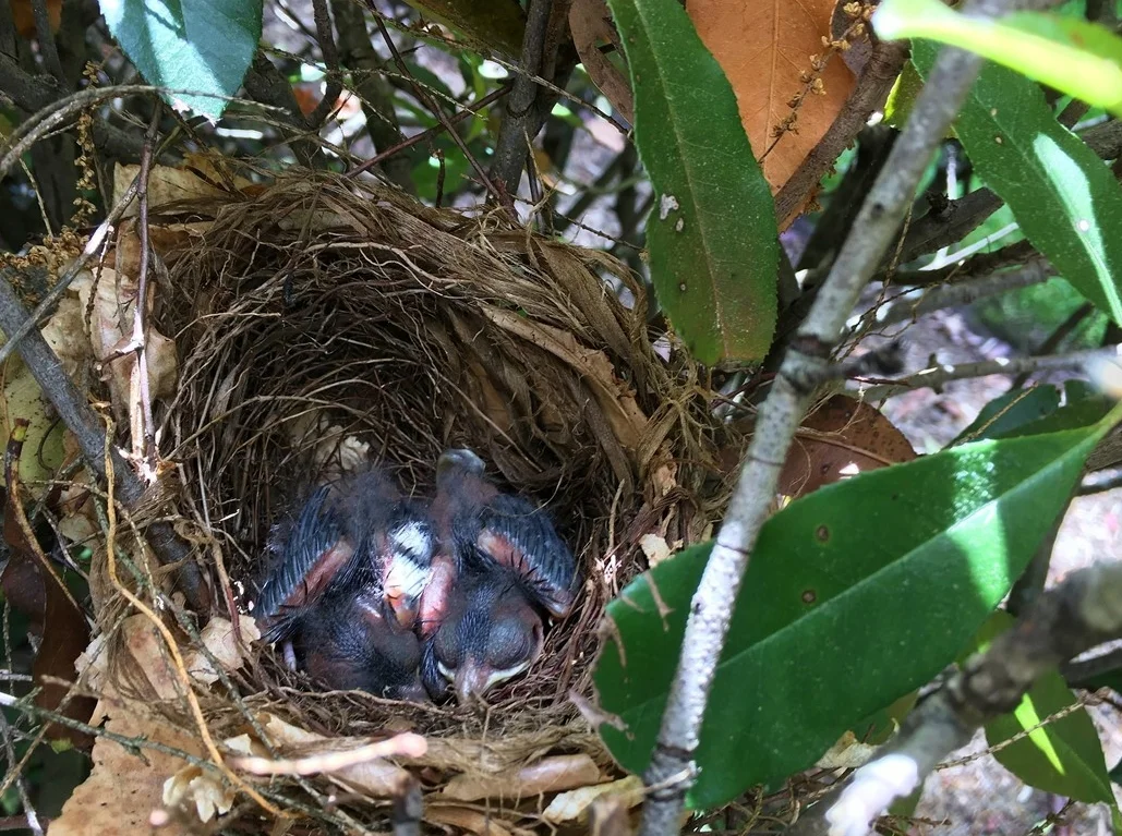 Cardinalis cardinalis nestlings at ESA