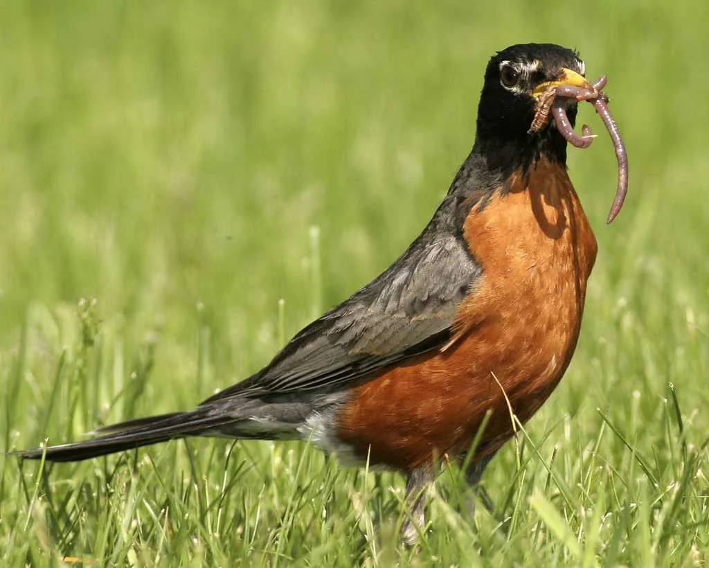 Turdus migratorius Photo Source: Claude Nadeau/Vireo http://www.audubon.org/bird-guide