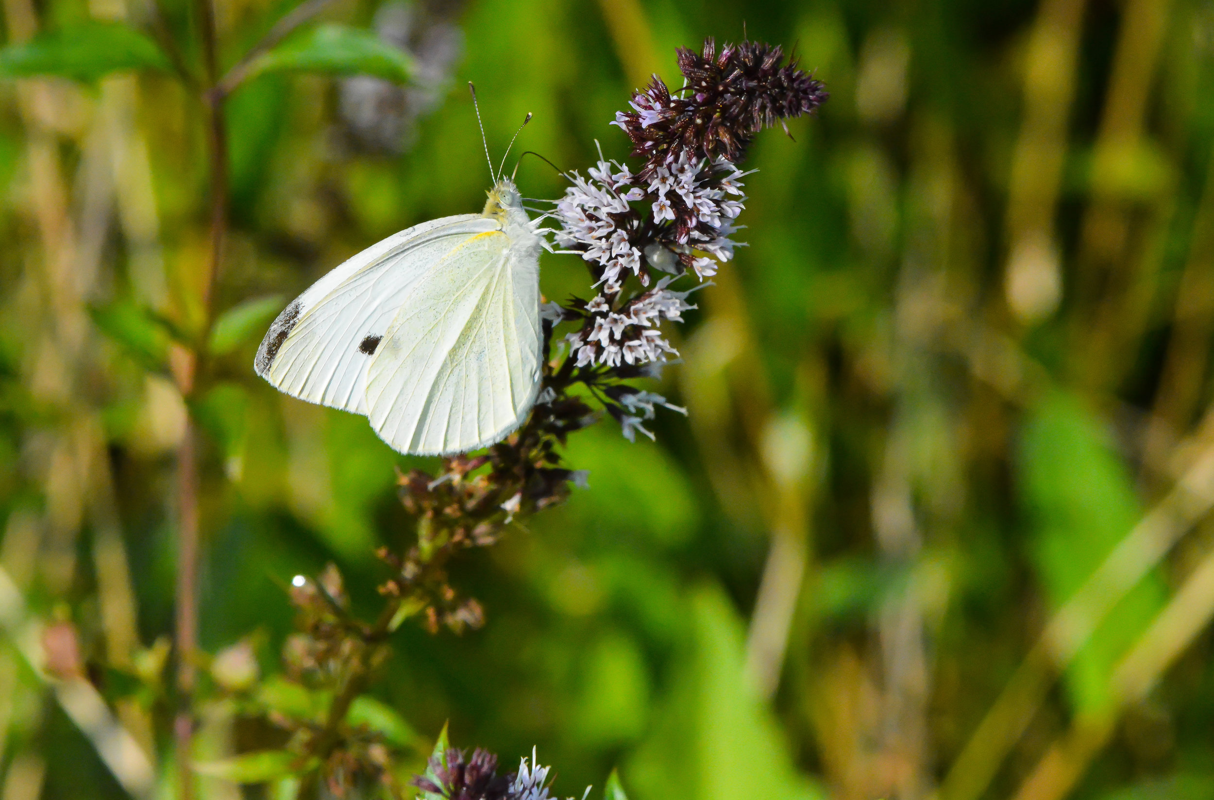 cabbage-white-on-mint.jpg