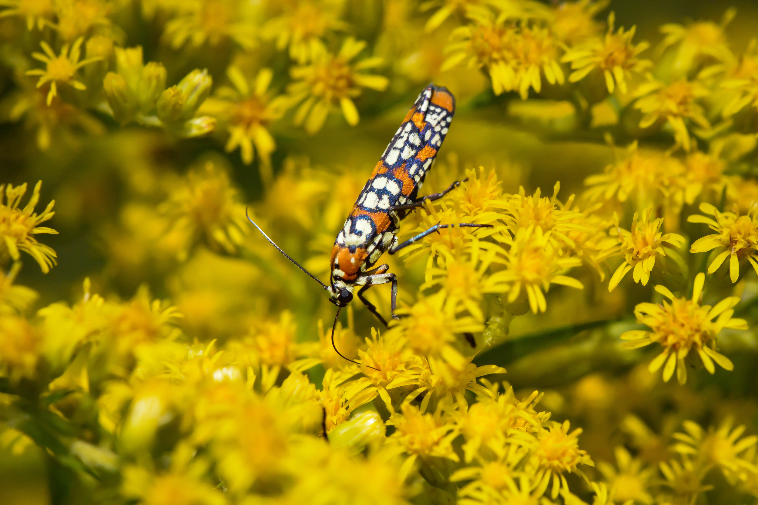 ailanthus-webworm-moth.jpg