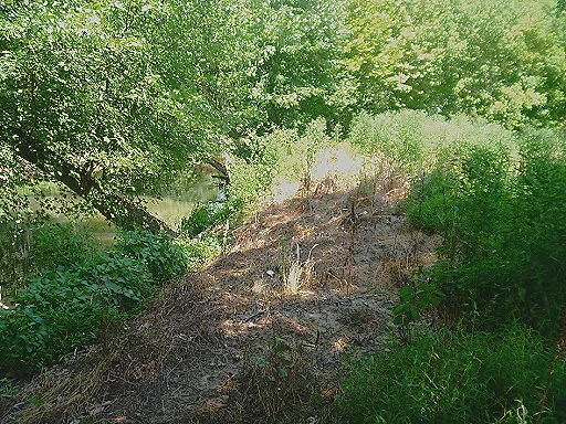 Treated mile-a-minute along the Patuxent River at a Laurel, MD project site