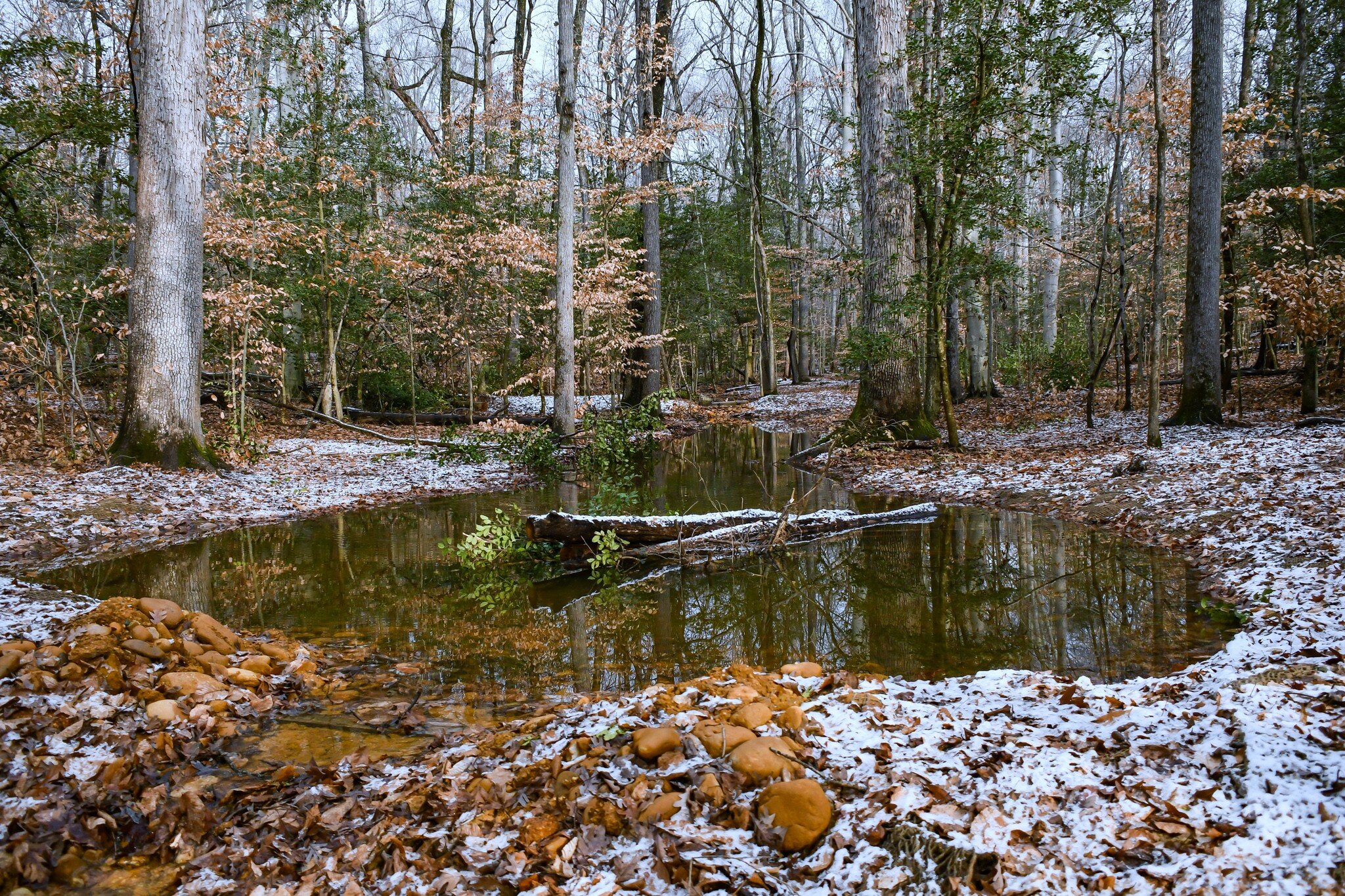 IH Vernal Pool Site 2.jpg