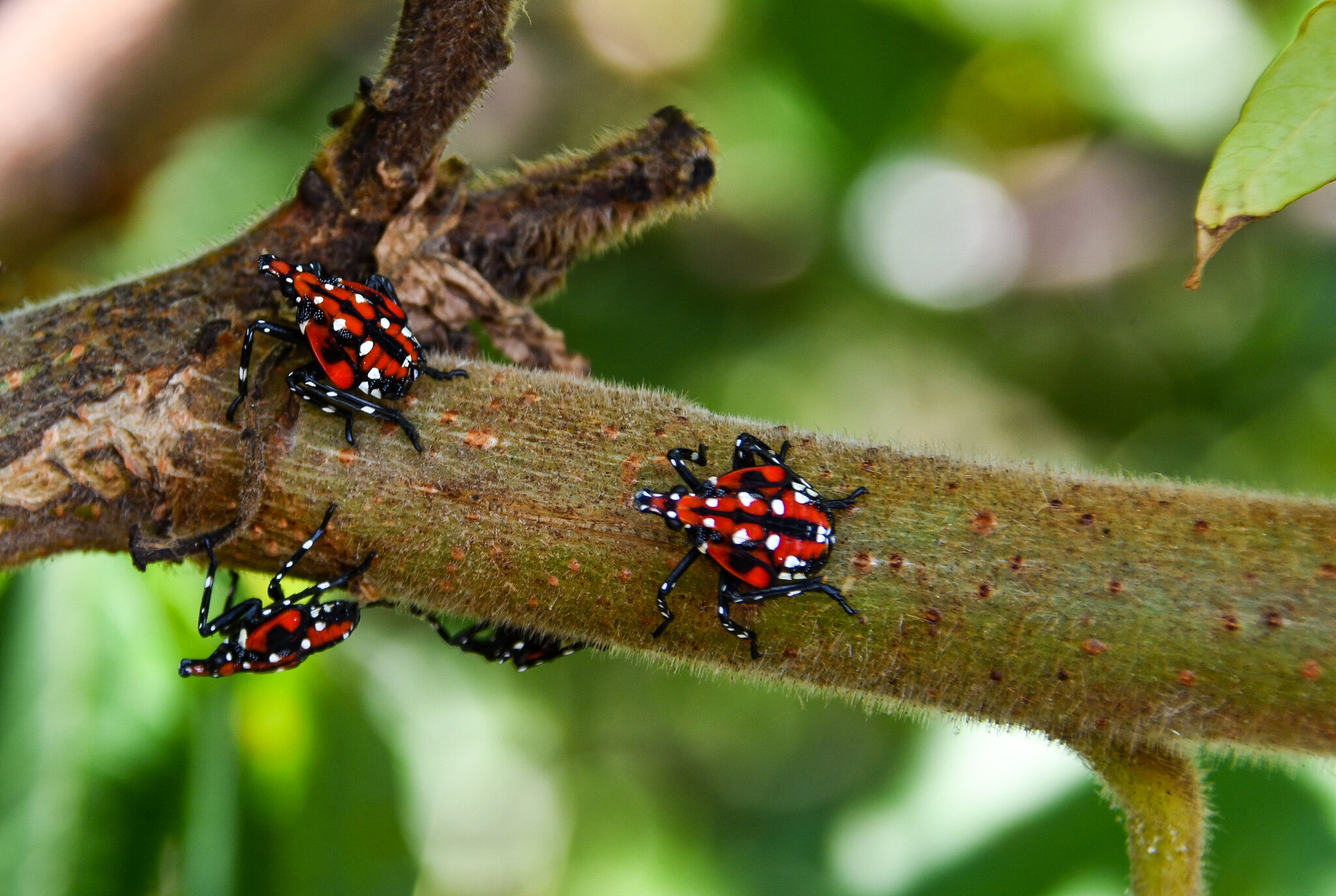 Photo 9 nymph spotted lanternfly.jpg