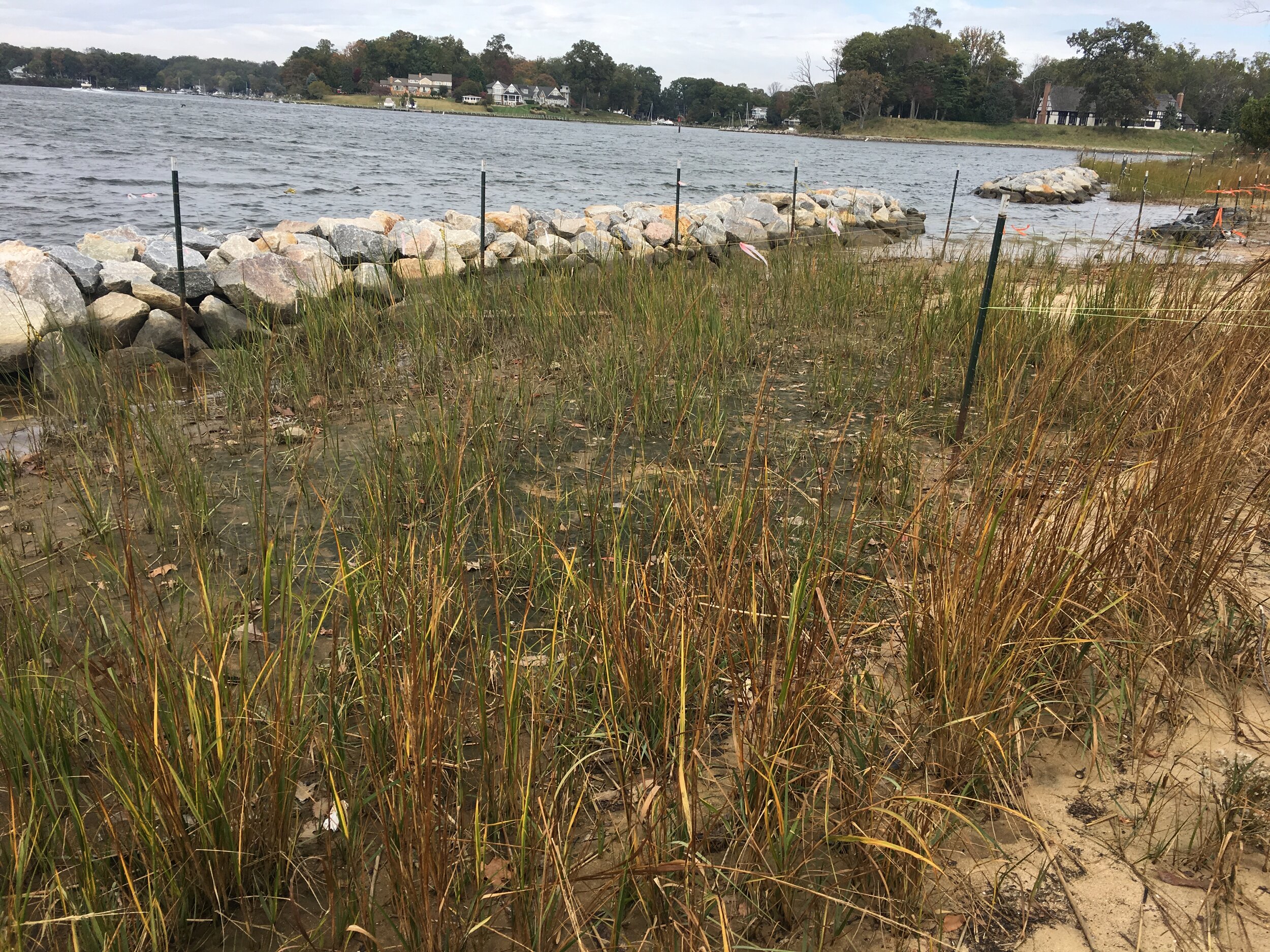 Possum Pt sill, grasses, goose fence.JPG