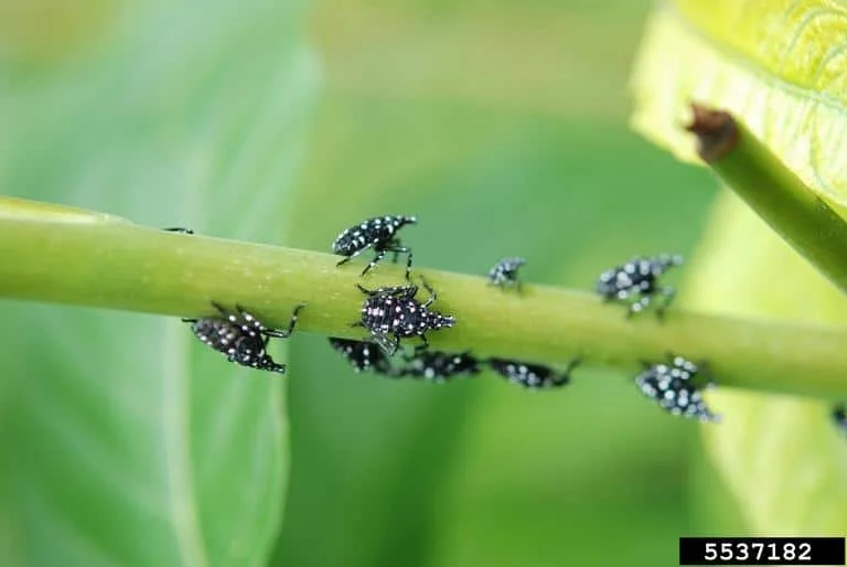 Early instar nymphs SLF (Credit: Lawrence Barringer, PA Dept of Agriculture, Bugwood.org)