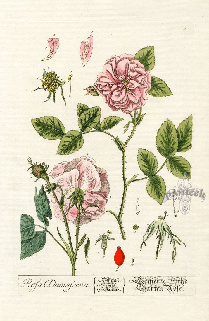3c9941fa7678e2cb3198cf0b7e5a8e62--elizabeth-blackwell-botanical-illustration.jpg