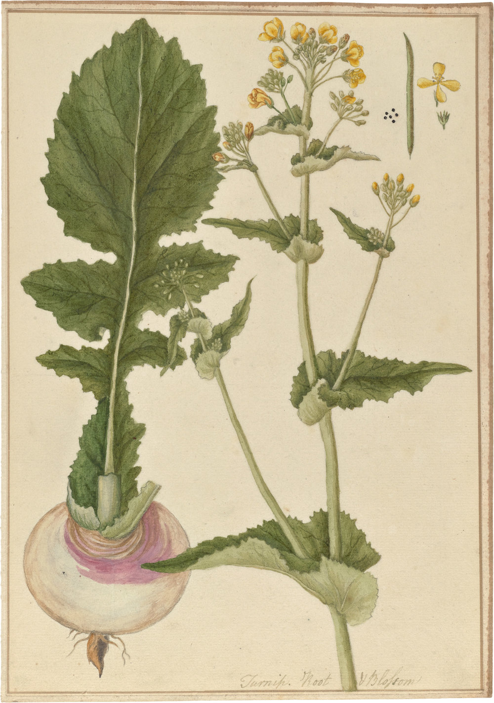 Brassica_rapa_(watercolor).jpg