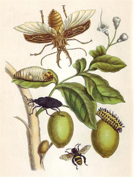 from-metamorphosis-insectorum-surinamensium-plate-xlviii-1705.jpg!Large.jpg